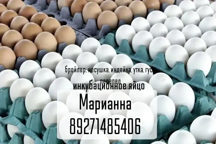 Продажа инкубационного яйца различных птиц - Птицеводство (Животные) в Энгельс