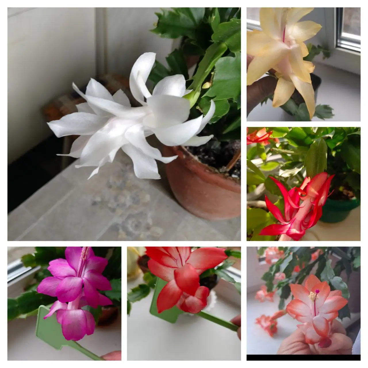 Посаженные черенки Декабристов - Растения (Хобби и отдых) в Энгельс