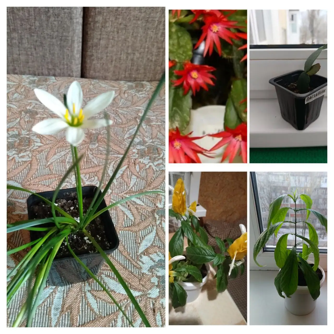 Продажа комнатных растений в Энгельсе - Комнатные растения (Хобби и отдых) в Энгельс