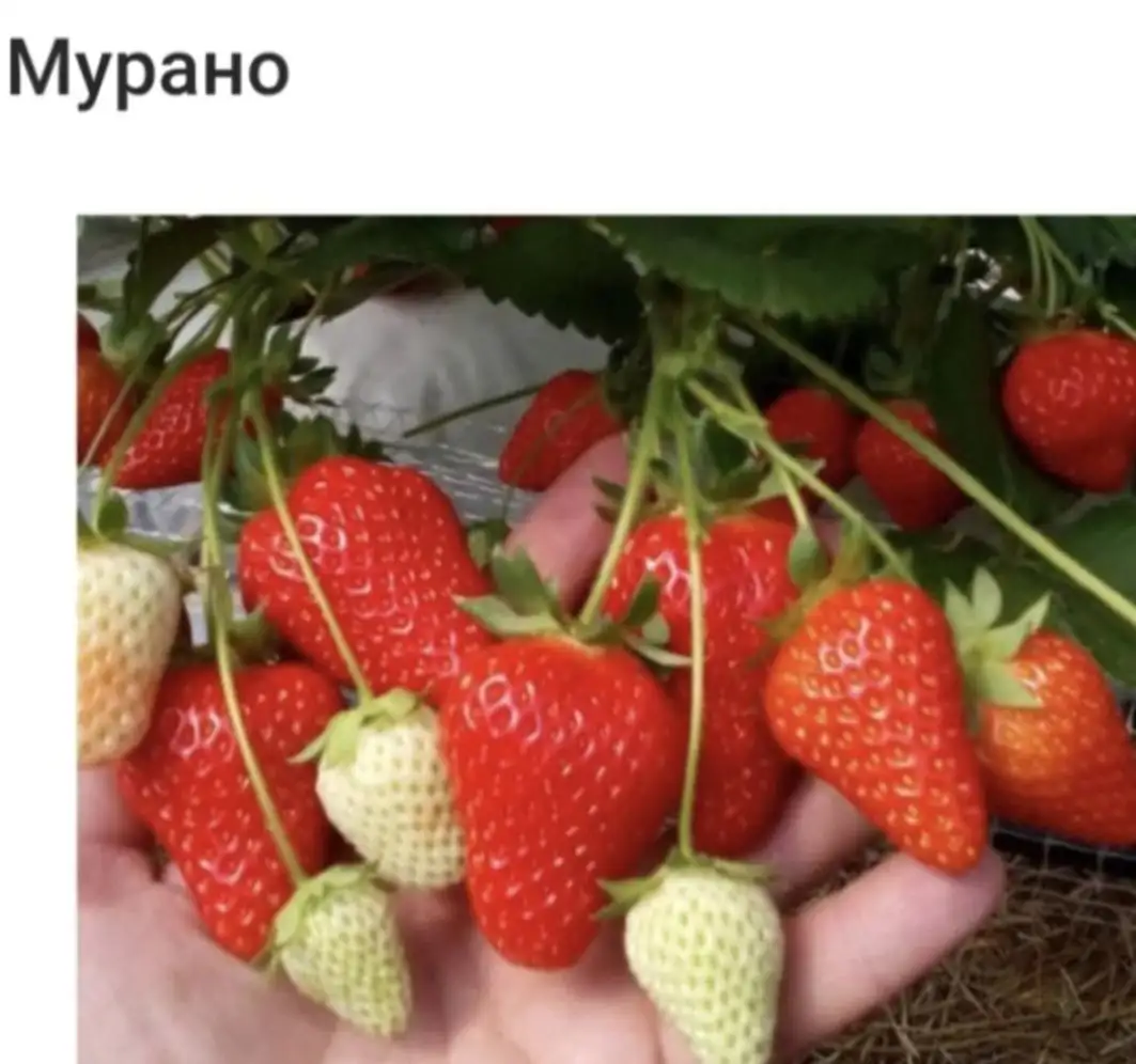 Саженцы клубники, ежевики и малины - Растения (Для дома и дачи) в Ивановка