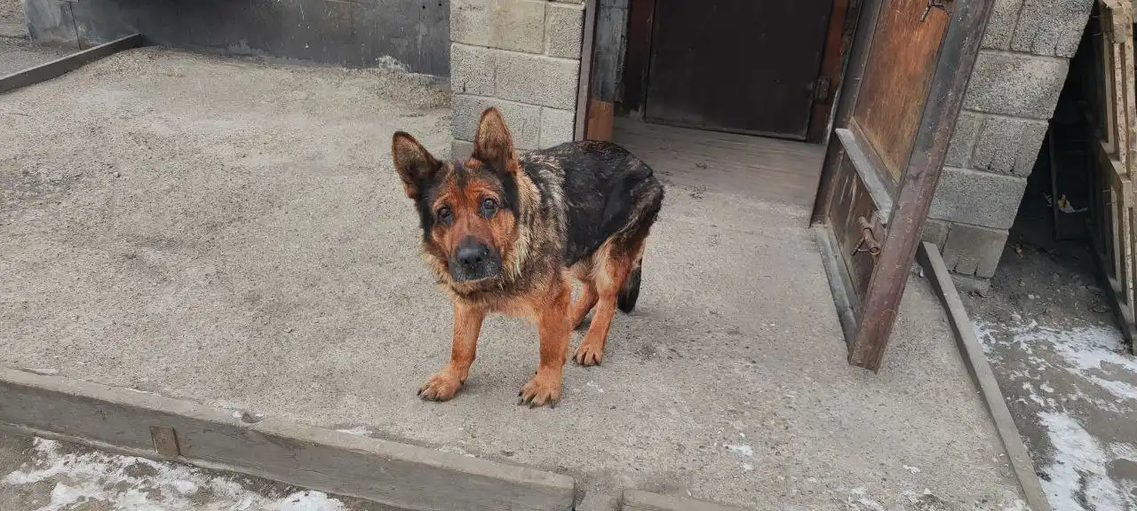 Найдена собака в Ермаковке