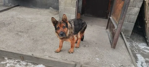Найдена собака в Ермаковке - Животные в Иркутск