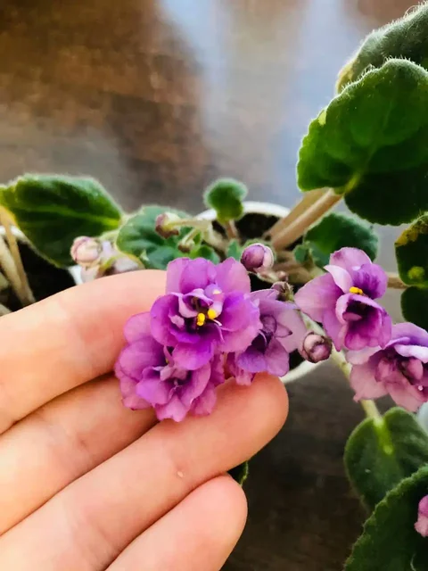 Продажа фиалок мелкоцветковых - Хобби и отдых в Пивовариха