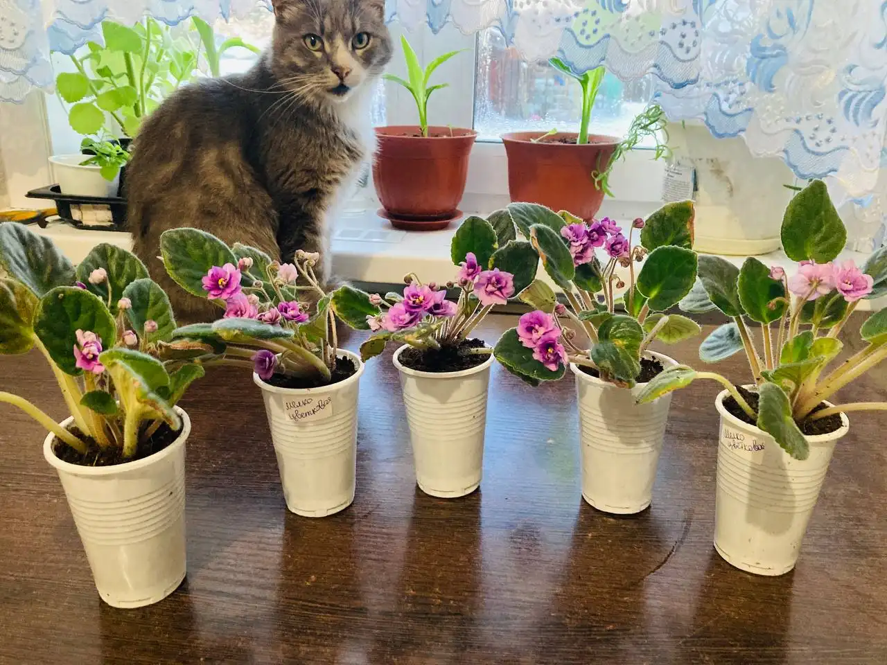 Продажа фиалок мелкоцветковых