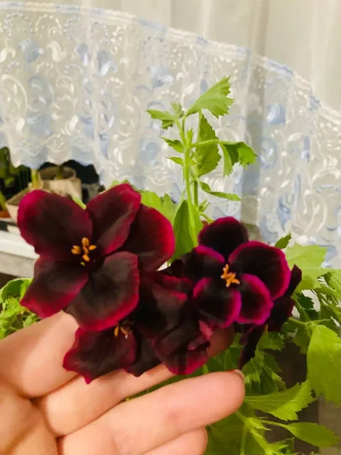 Продажа герани необычного цвета - Для дома и дачи в Пивовариха