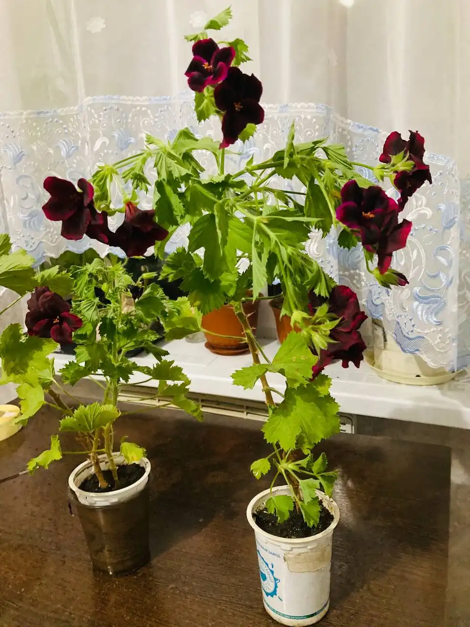 Продажа герани необычного цвета