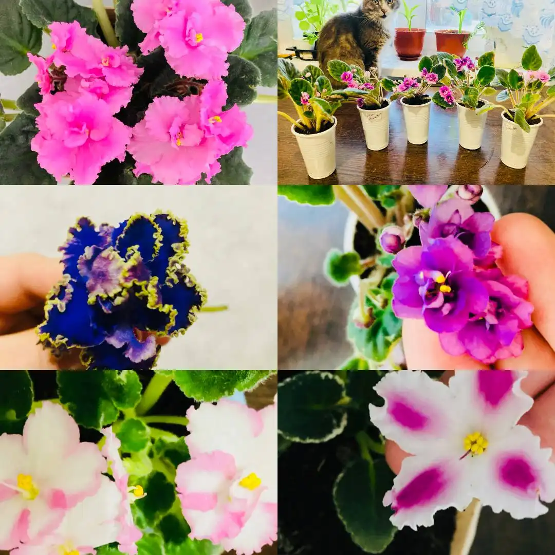 Продажа фиалок разных расцветок