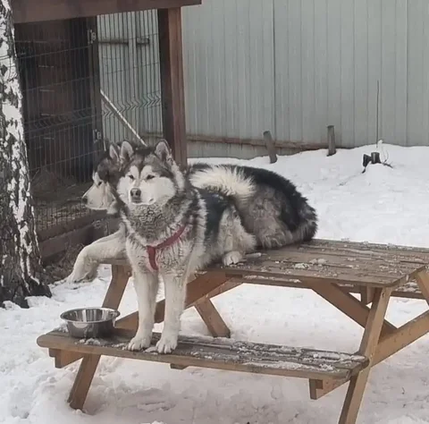Маламут сука стерилизована ищет новых хозяев - Животные в Новоиркутский
