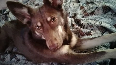 Потерявшаяся собака - Животные в Иркутск