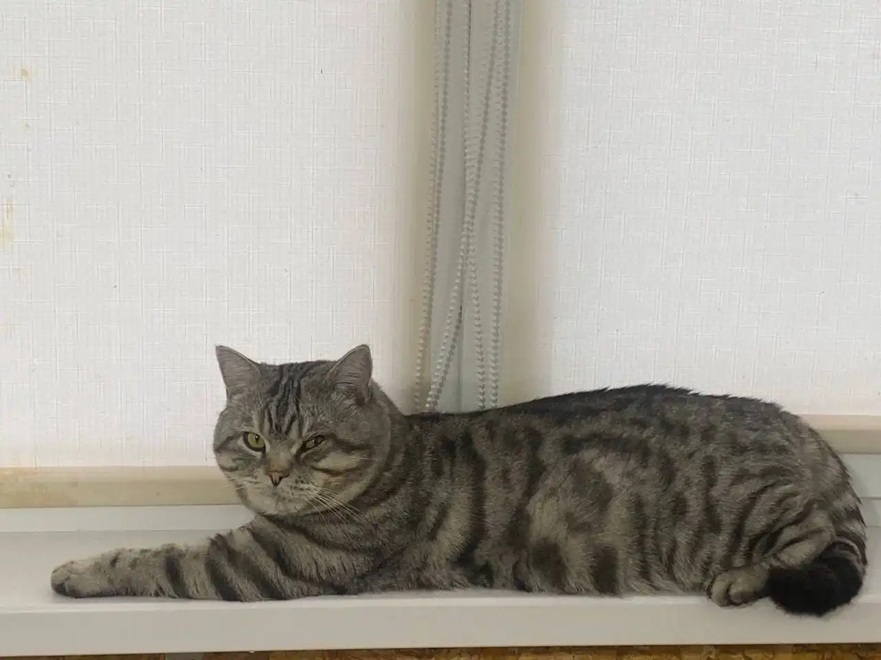 Пропал кот в районе Мельничной пади