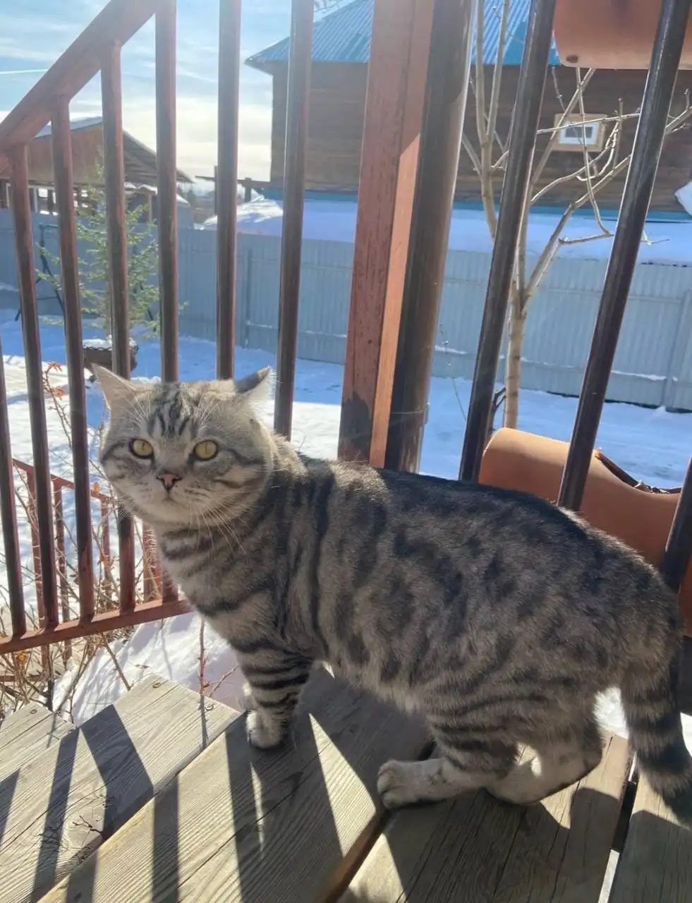 Пропал кот в районе Мельничной пади