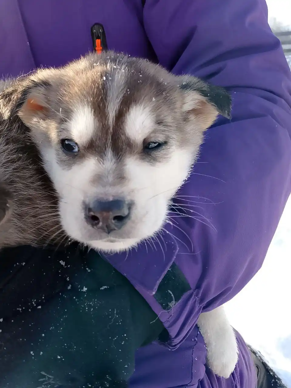 Пристрой котят в добрые руки в Иркутске