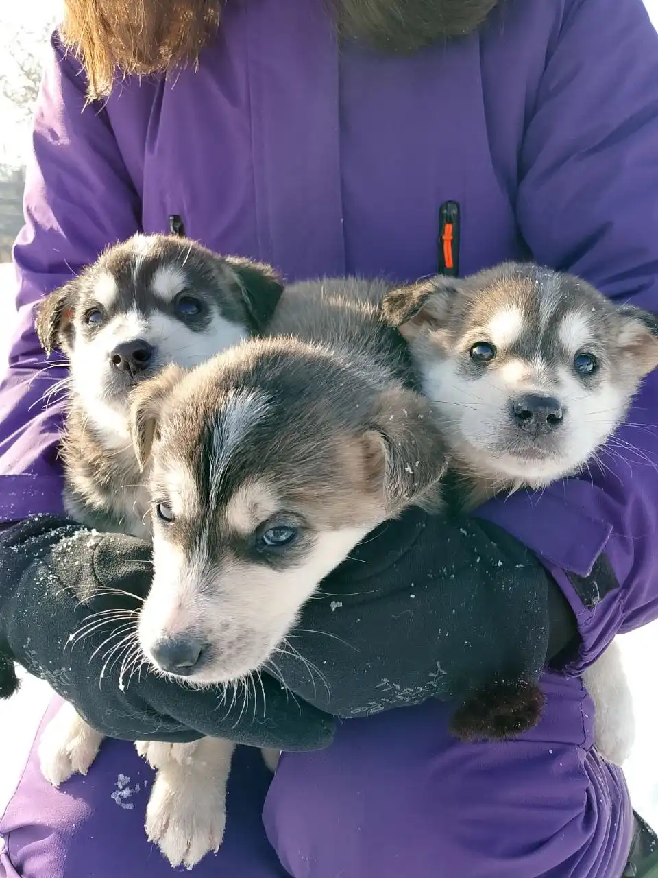 Пристрой котят в добрые руки в Иркутске
