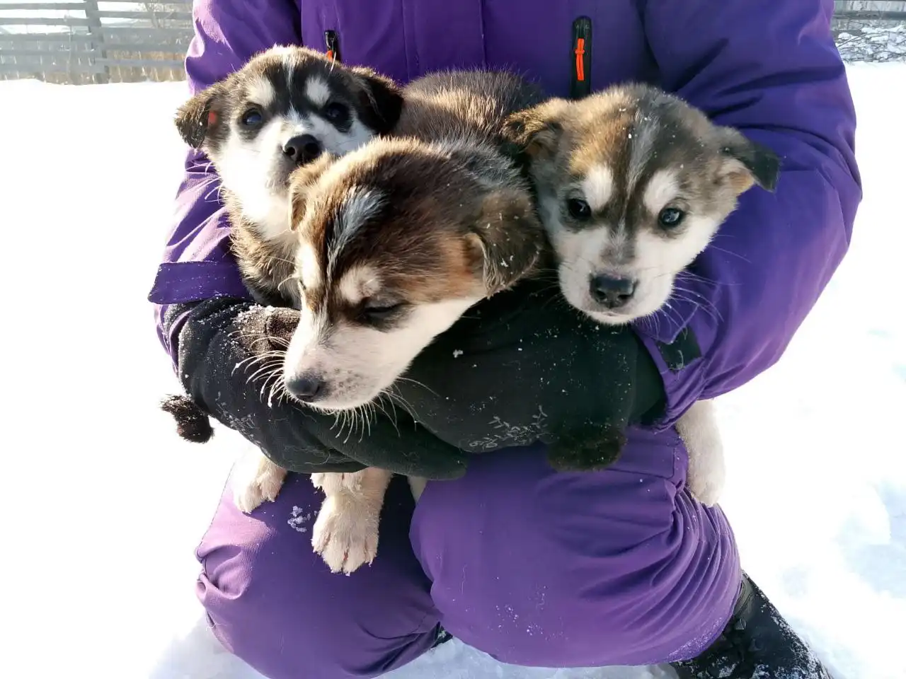 Пристрой котят в добрые руки в Иркутске