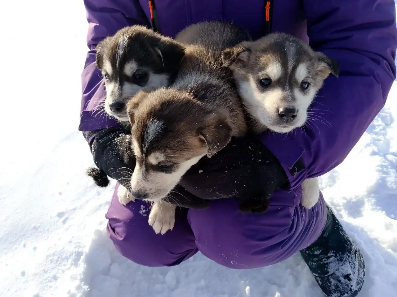 Пристрой котят в добрые руки в Иркутске