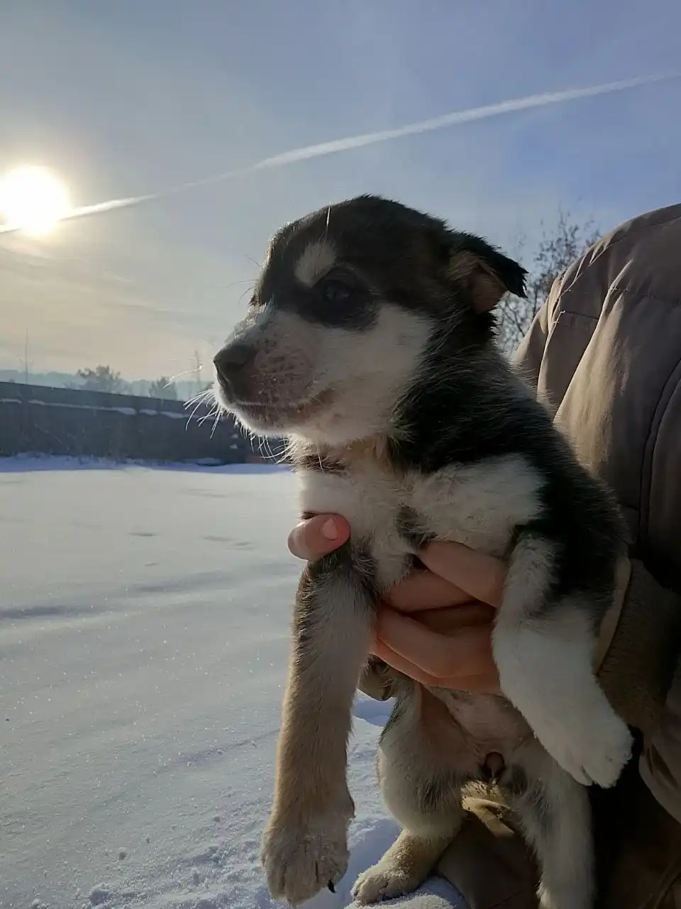 Пристрой котят в добрые руки в Иркутске