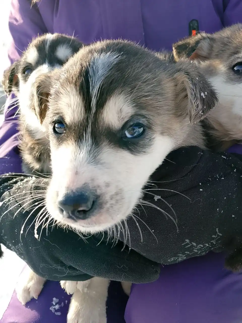 Пристрой котят в добрые руки - Кошки (Животные) в Иркутск