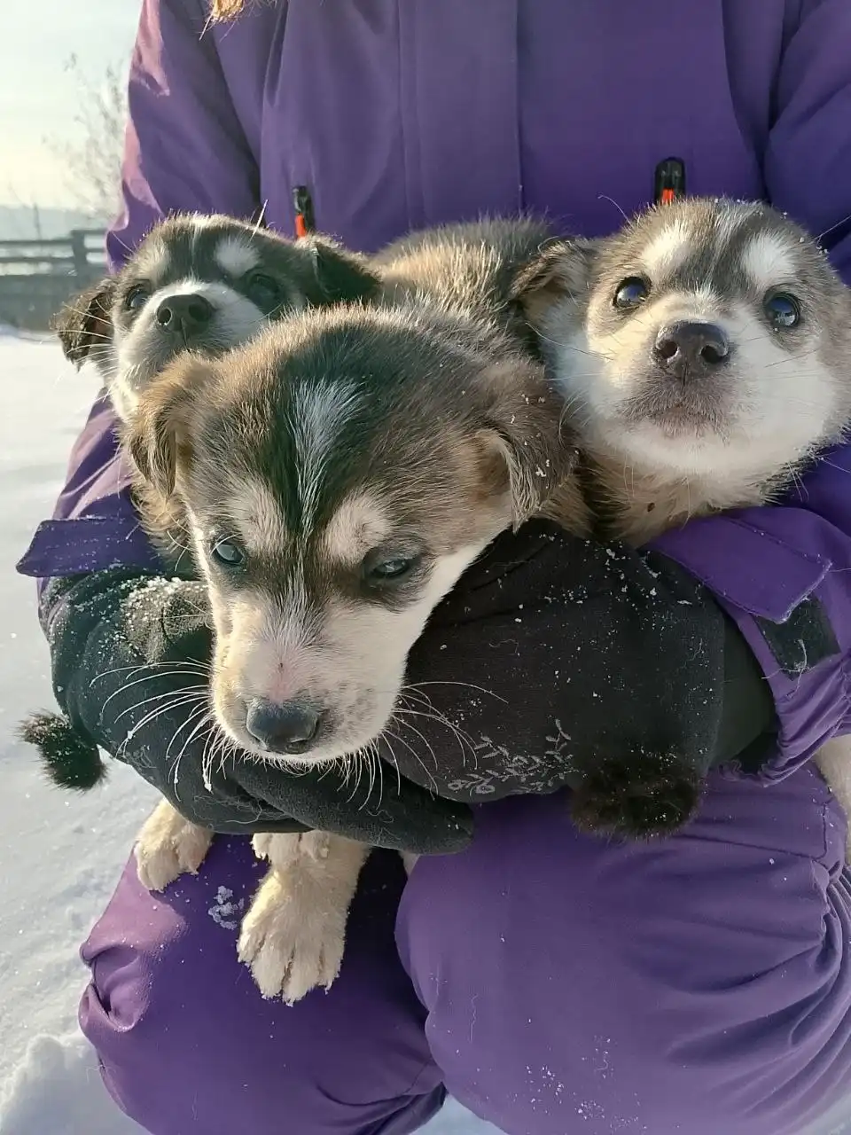 Пристрой котят в добрые руки - Кошки (Животные) в Иркутск