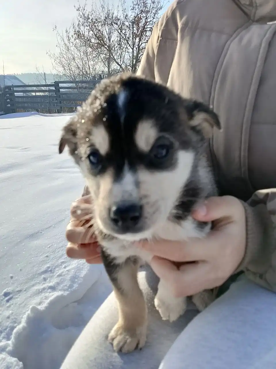 Пристрой котят в добрые руки - Кошки (Животные) в Иркутск