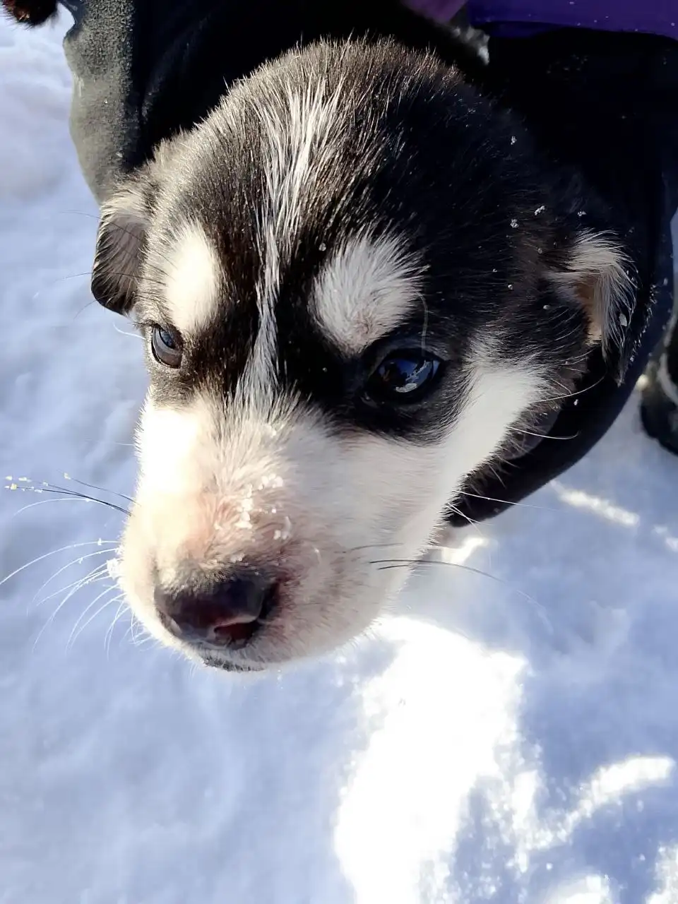 Пристрой котят в добрые руки - Кошки (Животные) в Иркутск