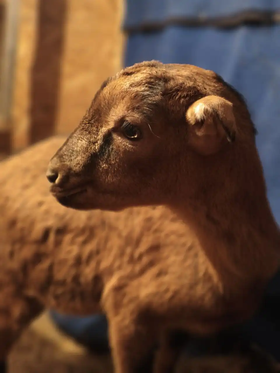 Продажа двух козочек Ламанче и Нубийские - Домашние животные (Животные) в Неизвестно