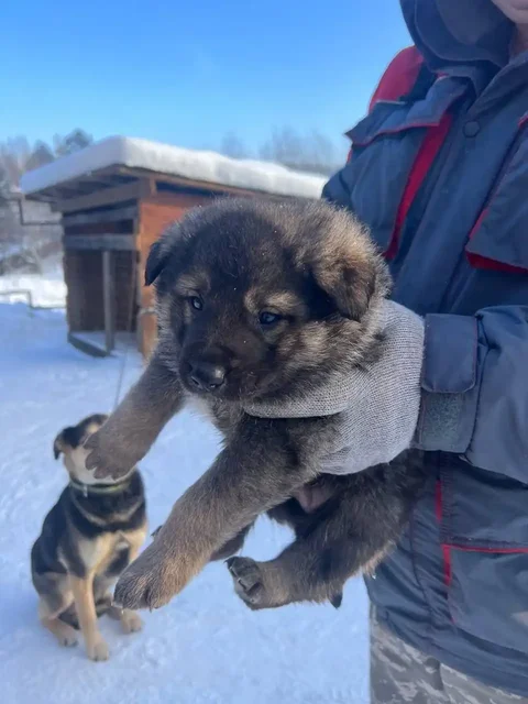 Щенки банков мастиф - Собаки в Иркутск