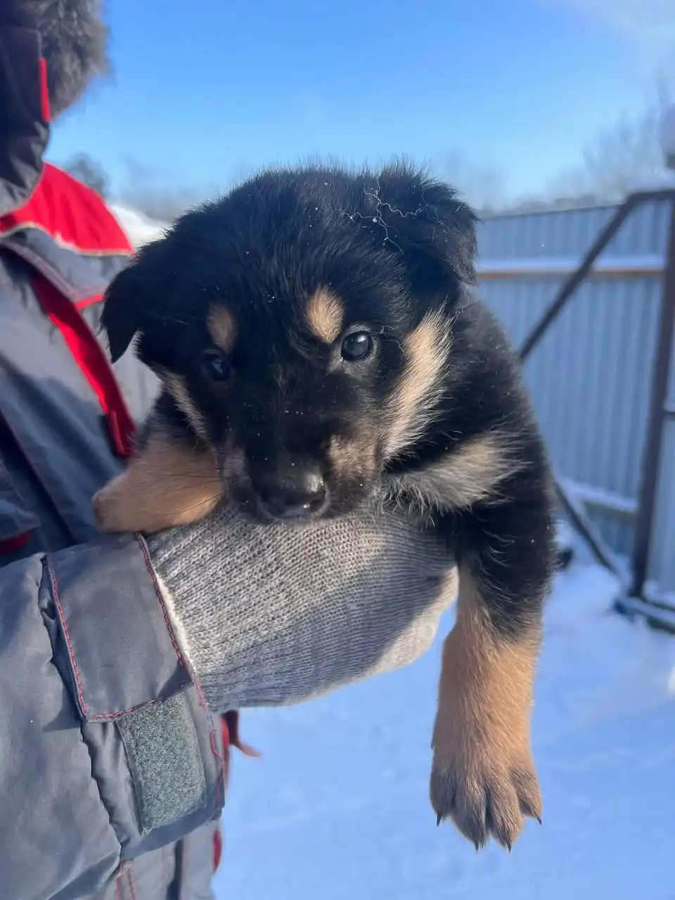 Щенки банков мастиф - Собаки (Животные) в Иркутск