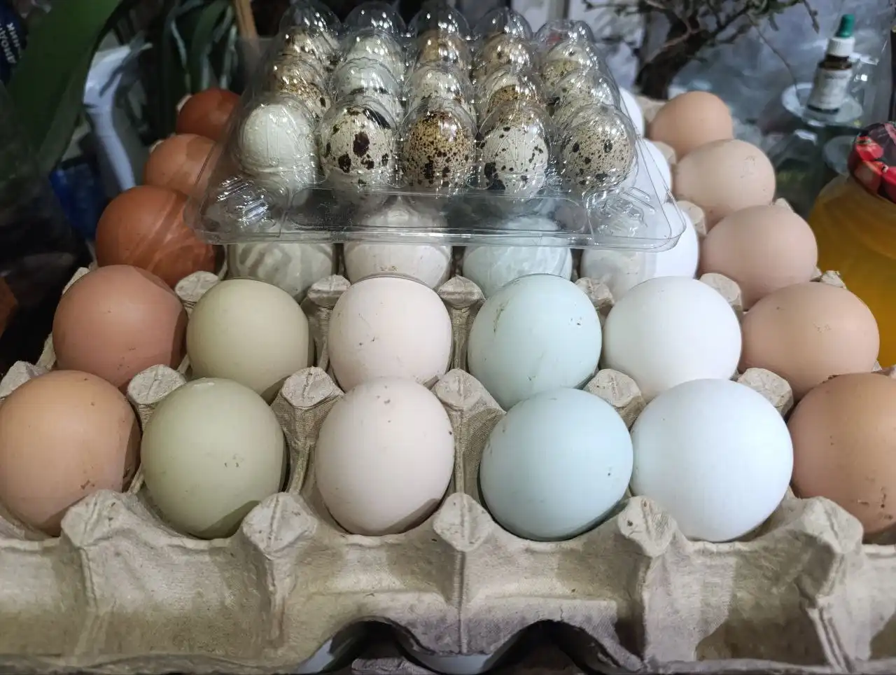 Продажа домашней птицы и яиц - Птица (Животные) в Жарки