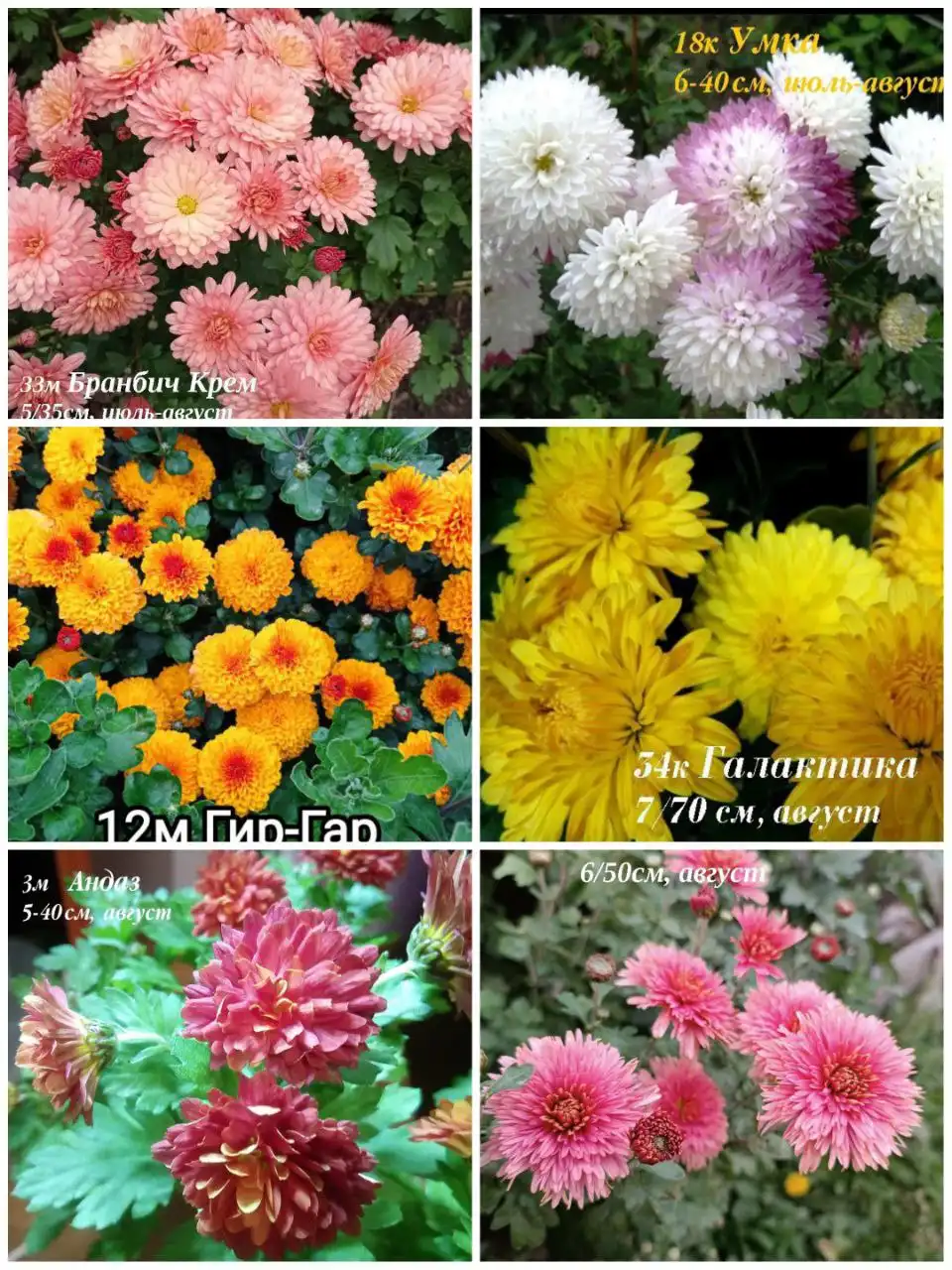 Хризантема мультифлора и корейская корневища - Растения (Хобби и отдых) в Иркутск