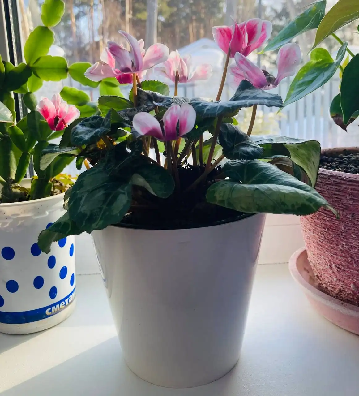 Продажа цветущего цикламена в кашпо - Растения (Хобби и отдых) в Пивовариха