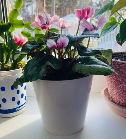 Продажа цветущего цикламена в кашпо - частное объявление в Пивовариха