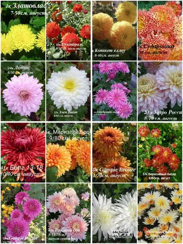 Хризантема мультифлора и корейская черенки - частное объявление в Иркутск