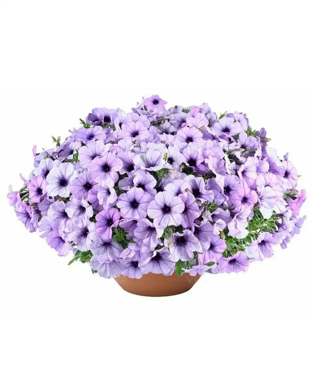 Рассада петунии и томатов - Растения и садоводство (Хобби и отдых) в Иркутск