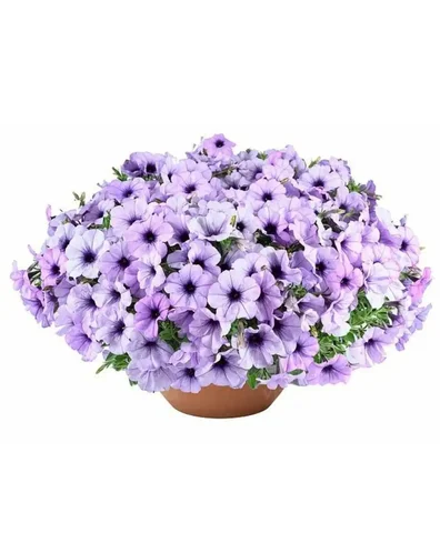 Рассада петунии и томатов - Творчество и рукоделие в Иркутск