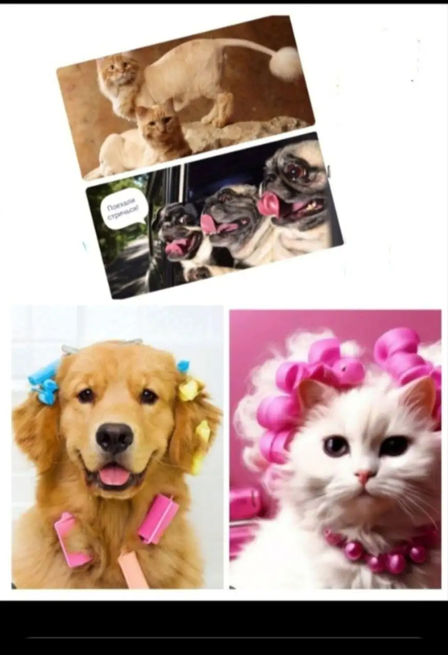 Груминг комната ХВОСТИК - стрижка и уход для животных - Груминг (Услуги) в Маркова