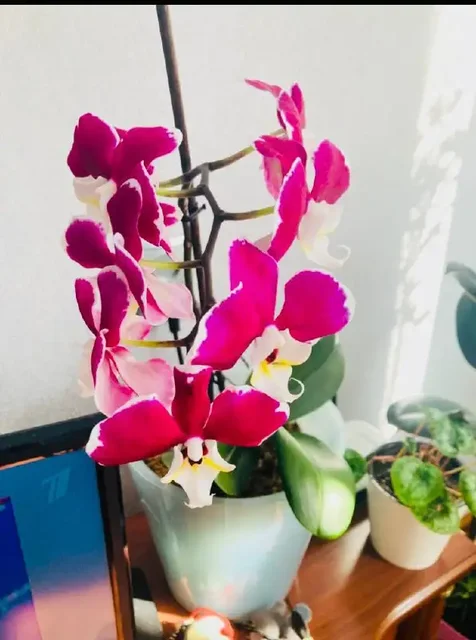 Продам домашнюю орхидею в кашпо - частное объявление в Пивовариха