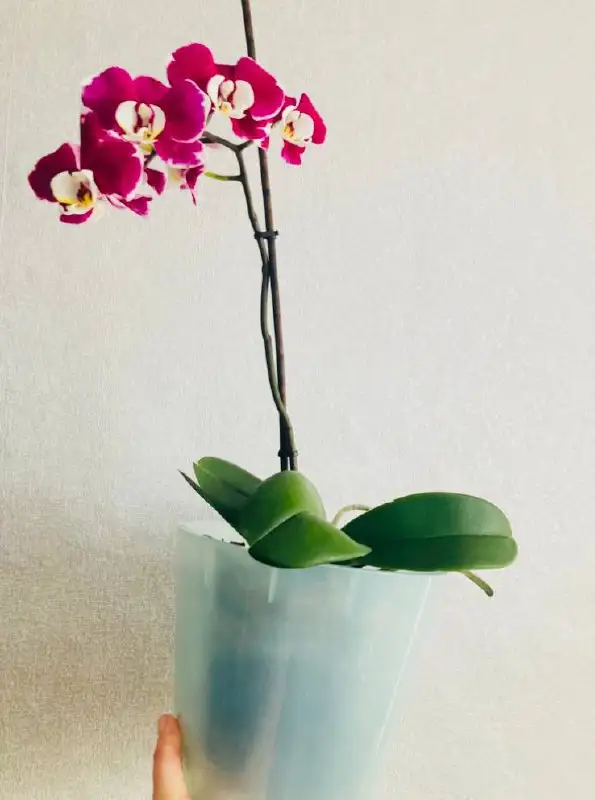 Продам домашнюю орхидею в кашпо - Растения (Хобби и отдых) в Пивовариха