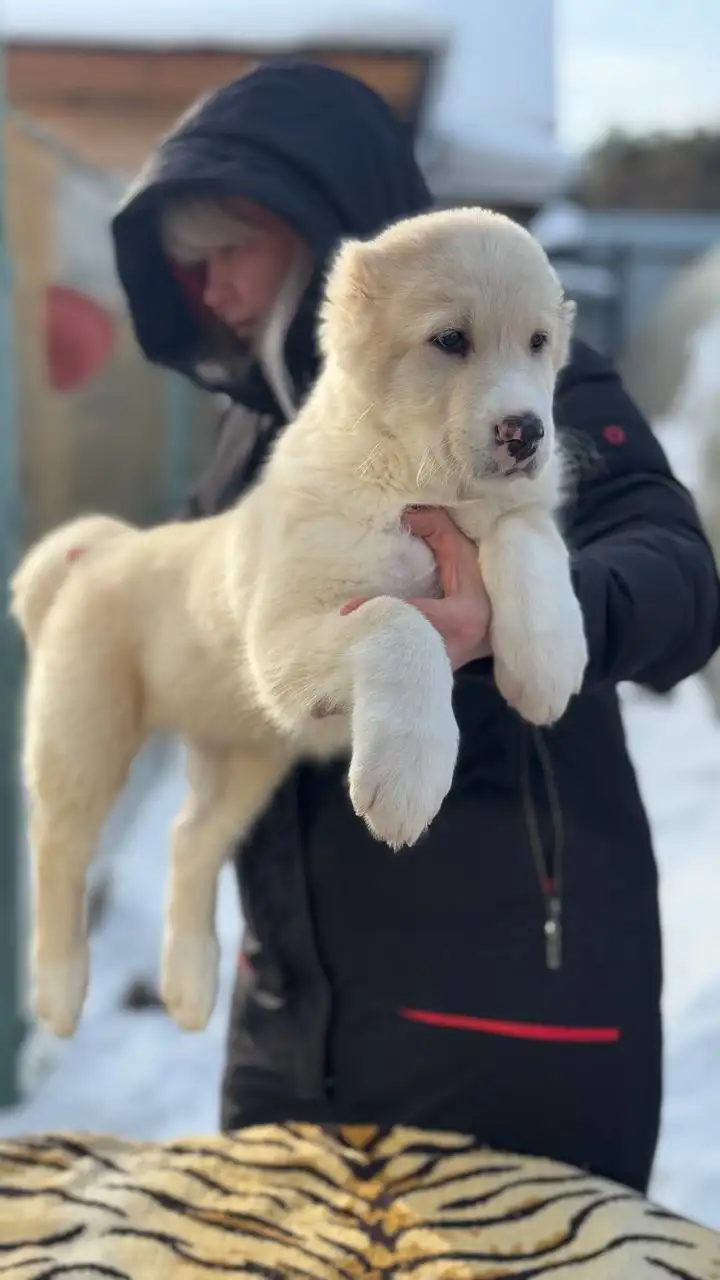 Продажа щенков среднеазиатской овчарки (Алабай) - Собаки (Животные) в Иркутск