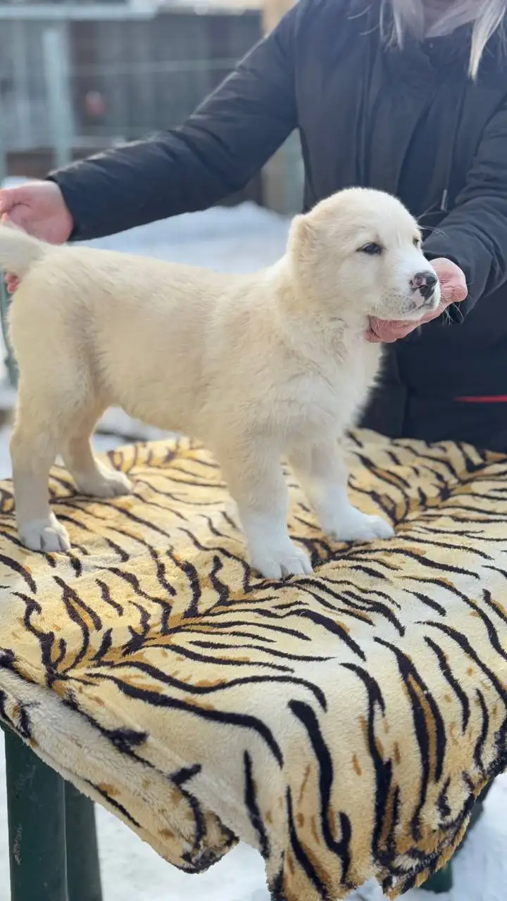 Продажа щенков среднеазиатской овчарки (Алабай) - Собаки (Животные) в Иркутск