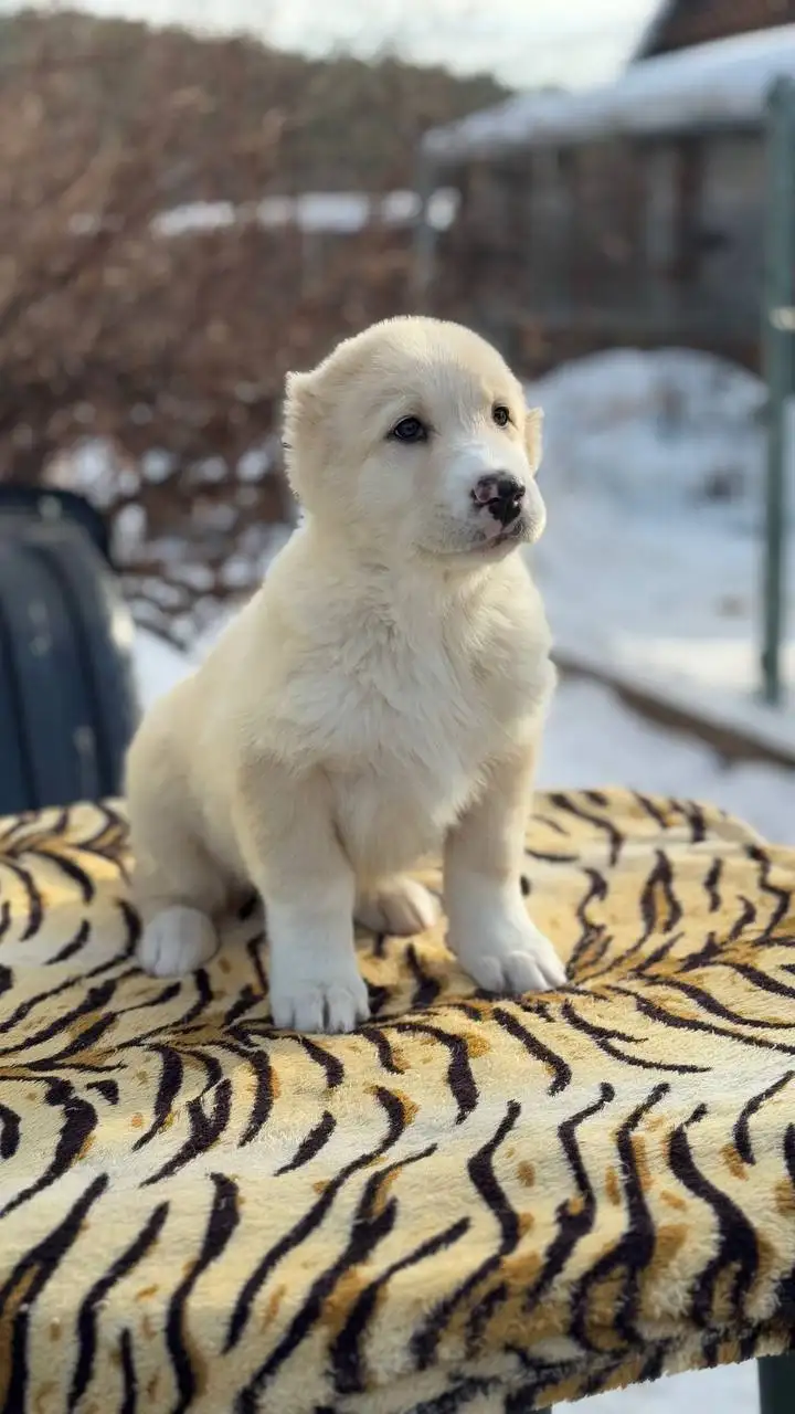 Продажа щенков среднеазиатской овчарки (Алабай) - Собаки (Животные) в Иркутск