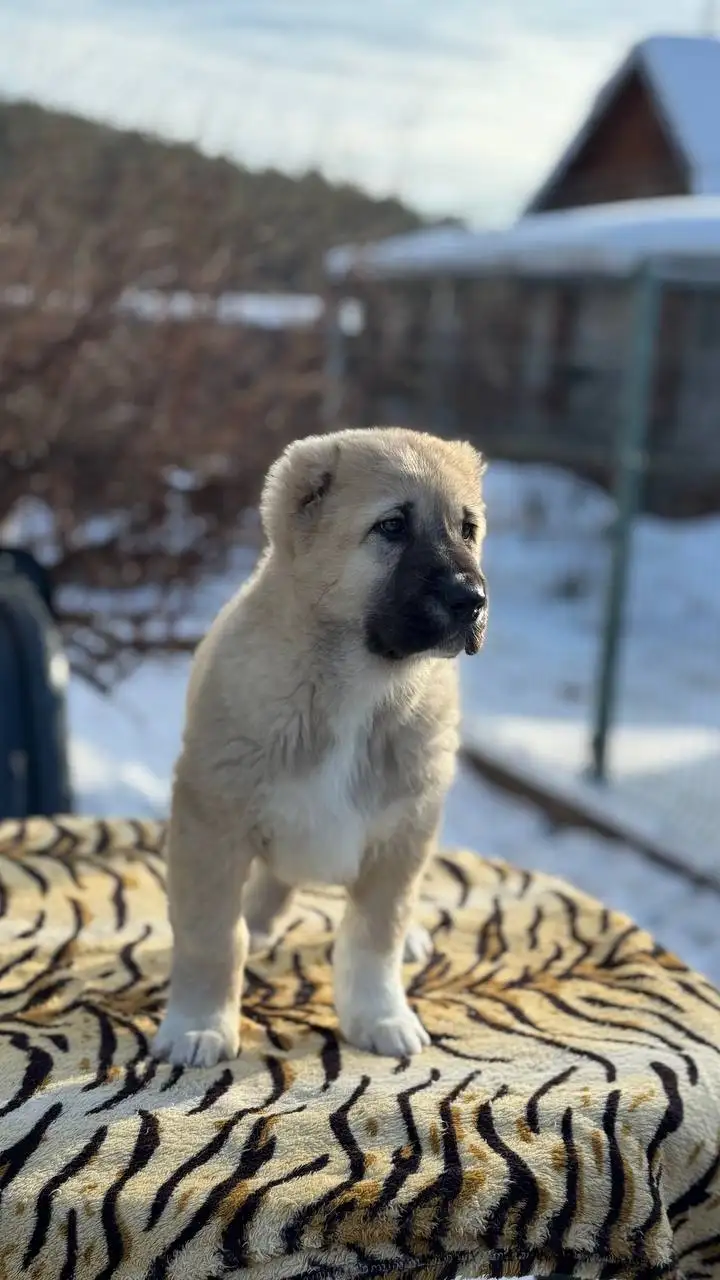 Продажа щенков среднеазиатской овчарки (Алабай) - Собаки (Животные) в Иркутск
