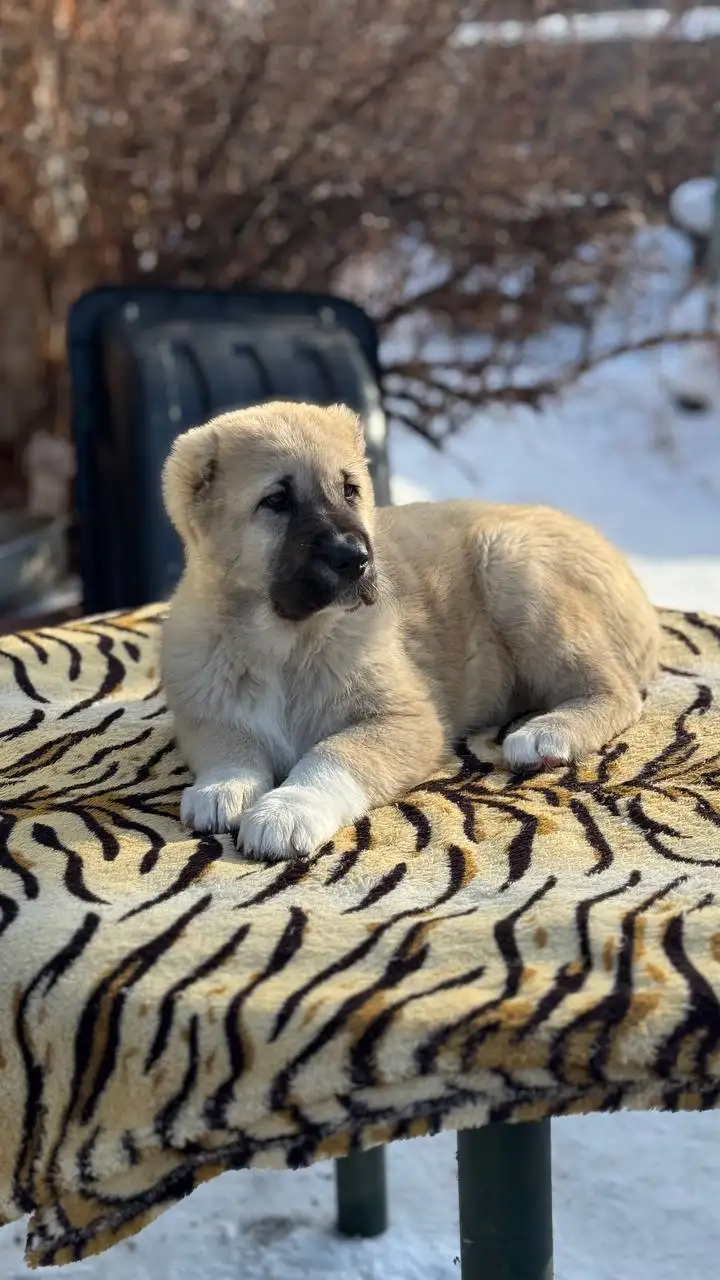 Продажа щенков среднеазиатской овчарки (Алабай) - Собаки (Животные) в Иркутск