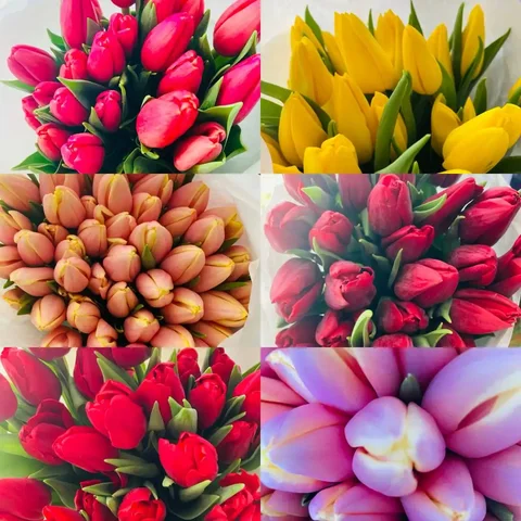 Тюльпаны к 8 марта по прошлогодней цене с доставкой - Ролики в Иркутск