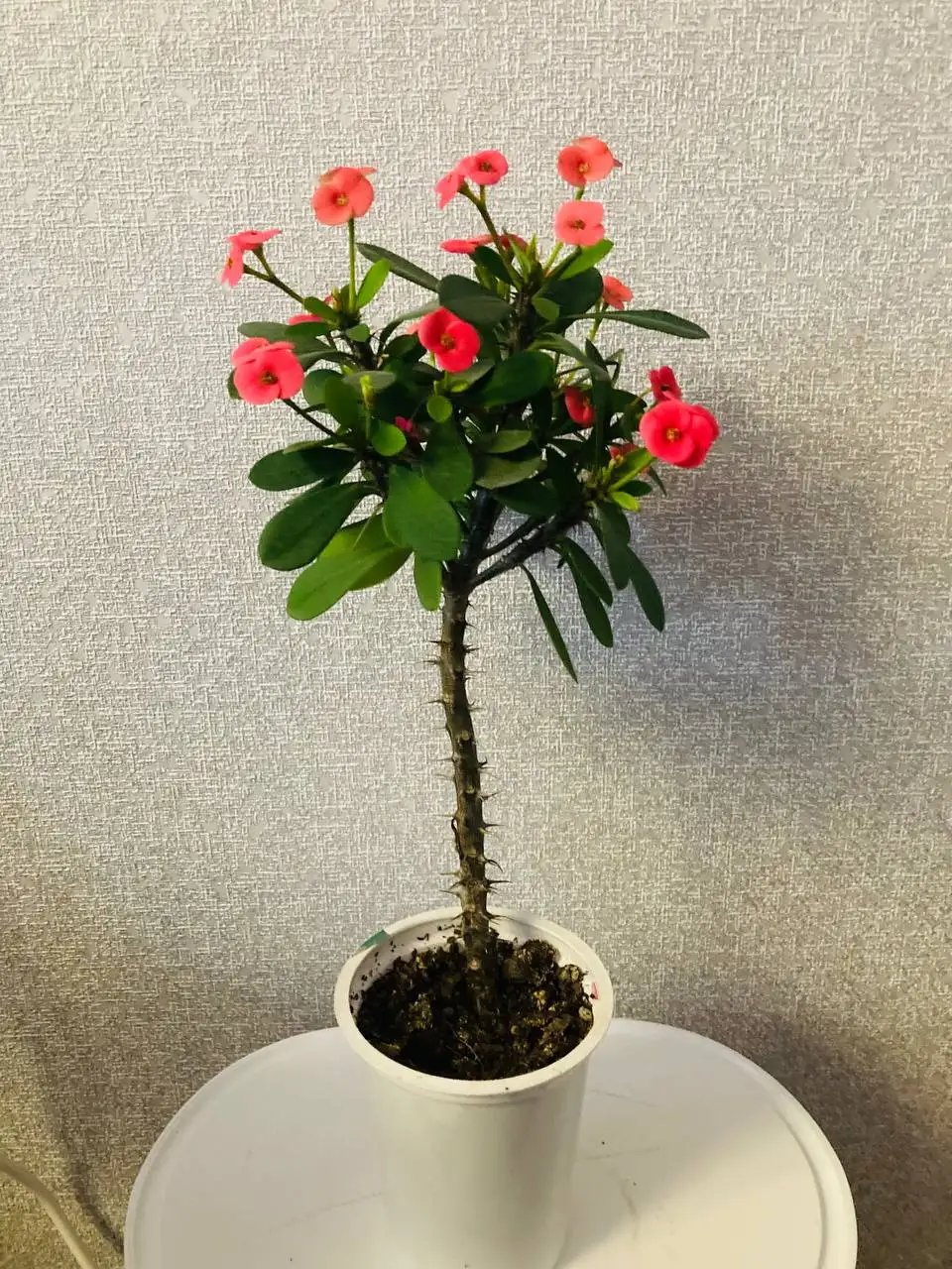 Продам Молочай Миля в стакане 0.4 литра - Растения (Хобби и отдых) в Пивовариха