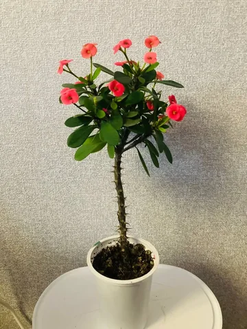 Продам Молочай Миля в стакане 0.4 литра - Рукоделие/Свечи в Пивовариха