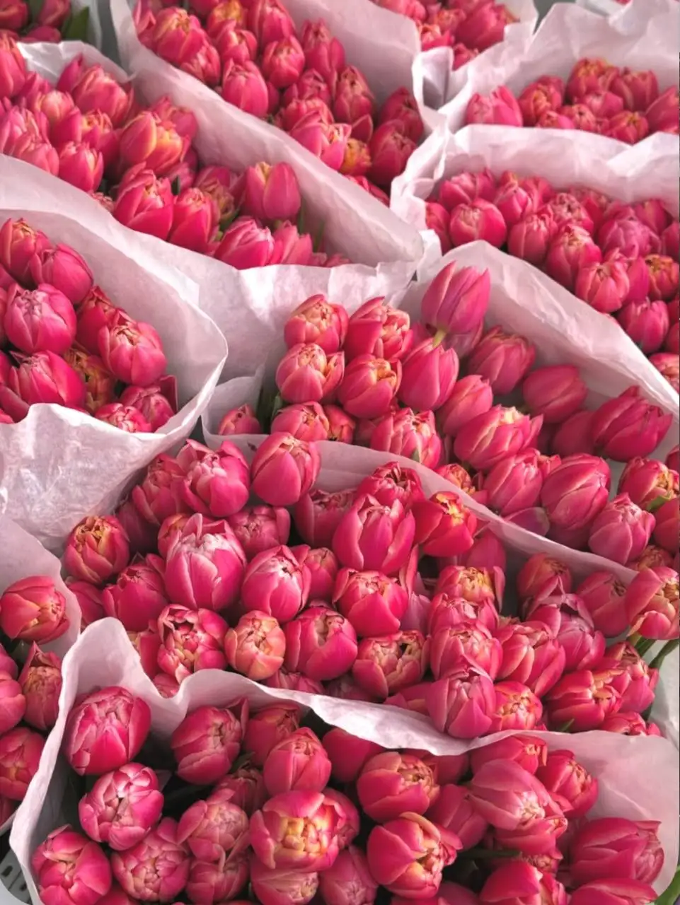 Праздничное предложение в сауне к 8 марта - Сауна (Услуги) в Иркутск