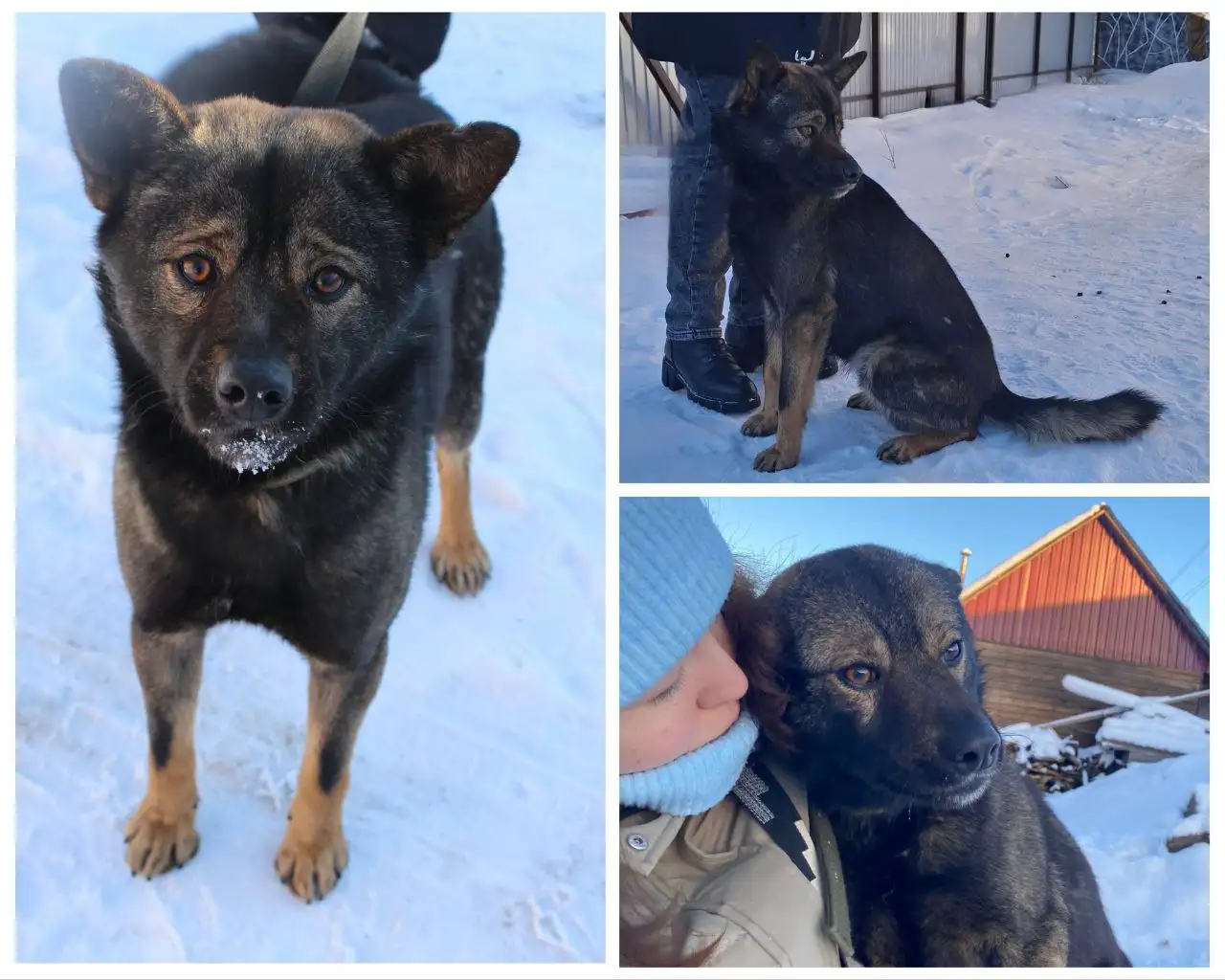 Срочный поиск дома для пса Рокки - Собаки (Животные) в Иркутск