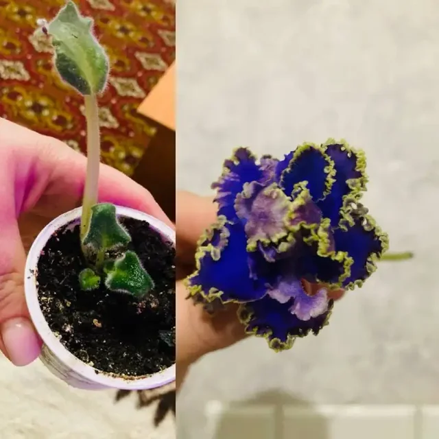 Продажа молодых фиалок - частное объявление в Пивовариха