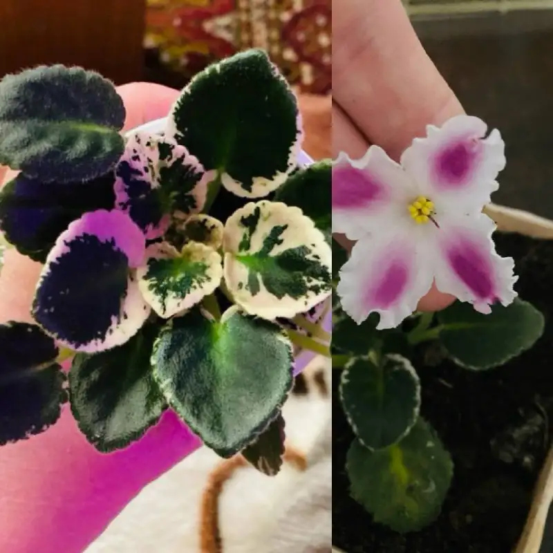 Продажа молодых фиалок - Растения (Хобби и отдых) в Пивовариха