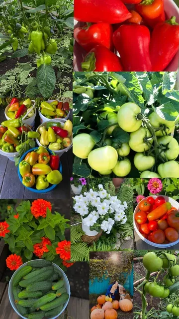 Рассада овощей и цветов сезон 2026 - частное объявление в Иркутск